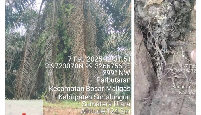 Menejemen UNIT MAYANG PTPN IV Regional II Perintahkan Security atau Centeng larang Wartawan Meliput di Tanaman Menghasilkan