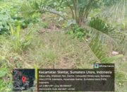 Diduga anggaran Perawatan Tanaman Belum Menghasilkan (TBM) Di kantongi menejemen Kebun Unit Bangun Regional I