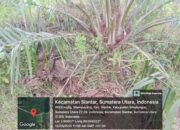 Diduga Tankos tidak sesuai porsinya Tanaman Belum Menghasilkan di Unit Marihat Afdeling V Regional II dan biaya Perawatan masuk kantong