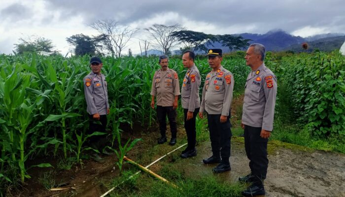 Naik Gunung Demi Ketahanan Pangan, Polres Muara Enim Tinjau Lahan Jagung di Lereng Semende