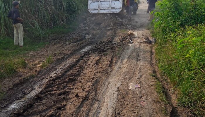 Empat Truk Material Batu Maqadam Diturunkan Di Jalan Bertanah Demi Para Petani, Gunung Sahari Mauk