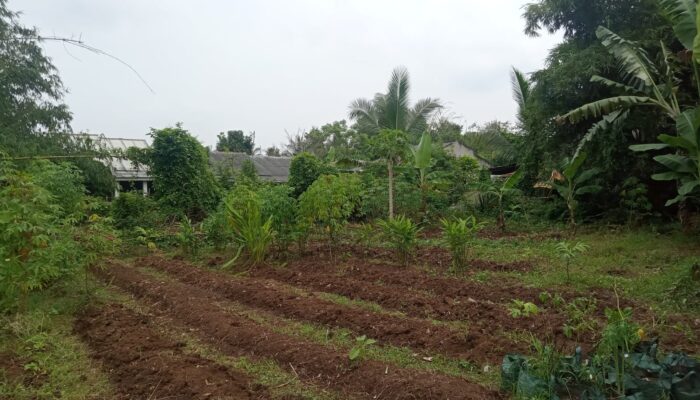 Kades Pengarengan Sutia : ” Menghidupkan Lahan Tidur Dan Halaman Rumah Sendiri Yang Produktif Untuk Pertahanan Pangan “