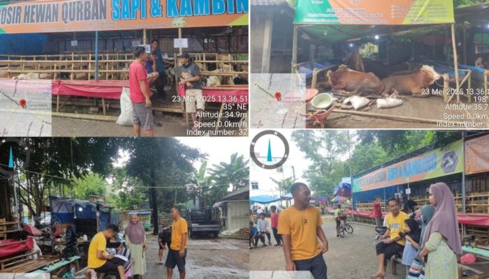 Gyatha Farm Sediakan Hewan Kurban Berkualitas, Mulai dari Sapi Limousin hingga Kambing Boer
