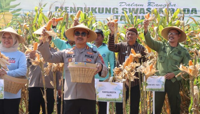 Komitmen Pati untuk Ketahanan Pangan: Dari Panen Raya hingga Target 180 Ribu Ton Jagung