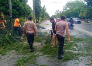 Sigap! Polresta Pati Normalisasi Lalu Lintas Usai Pohon Tumbang
