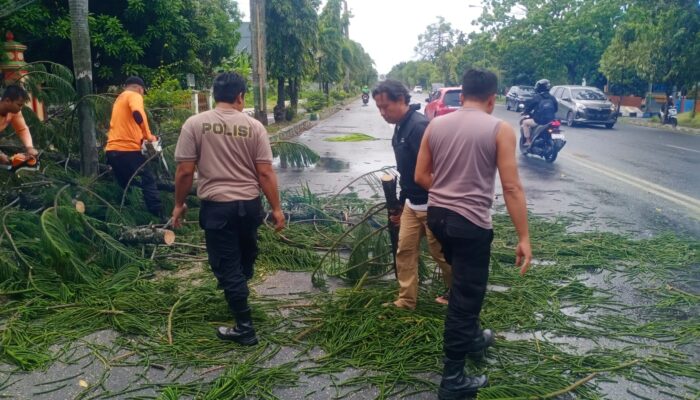 Sigap! Polresta Pati Normalisasi Lalu Lintas Usai Pohon Tumbang