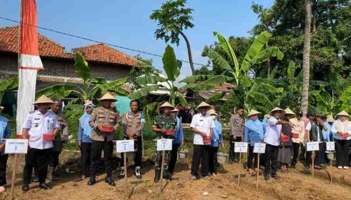 Kapolsek Mauk Bersama Forkopimcam Tanam Jagung Serentak Kuartal III, Dukung Ketahanan Pangan Nasional di Desa Karang Anyar Kecamatan Kemiri