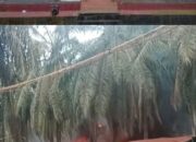 Kebakaran Minyak Ilegal Driling Yang Tak Ada Henti nya Seperti Orang Minum Obat..!! Di Duga Polsek Keluang Bungkam