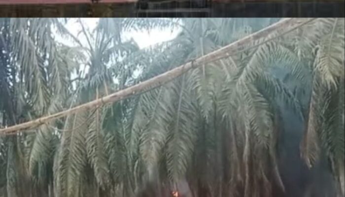 Kebakaran Minyak Ilegal Driling Yang Tak Ada Henti nya Seperti Orang Minum Obat..!! Di Duga Polsek Keluang Bungkam
