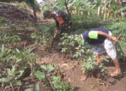 Babinsa Serengan Sambangi Lahan Ketahanan Pangan, Dorong Pemanfaatan Optimal Kesejahteraan Warga