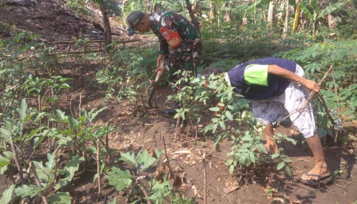 Babinsa Serengan Sambangi Lahan Ketahanan Pangan, Dorong Pemanfaatan Optimal Kesejahteraan Warga