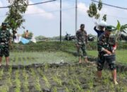 Babinsa Bantu Petani, Pupuk Lahan Demi Panen Raya Yang Maksimal