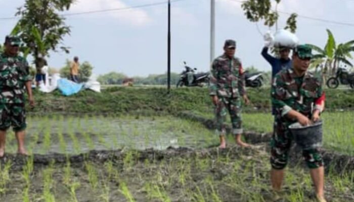 Babinsa Bantu Petani, Pupuk Lahan Demi Panen Raya Yang Maksimal