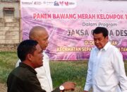 Panen Raya Bawang Merah di Sarakan, Jaga Desa Bawa Harapan Baru untuk Petani Tangeran