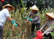 Dukung Swasembada Pangan Nasional Polresta Malang Kota Targetkan Lahan 26,35 Hektar untuk Kuartal IV