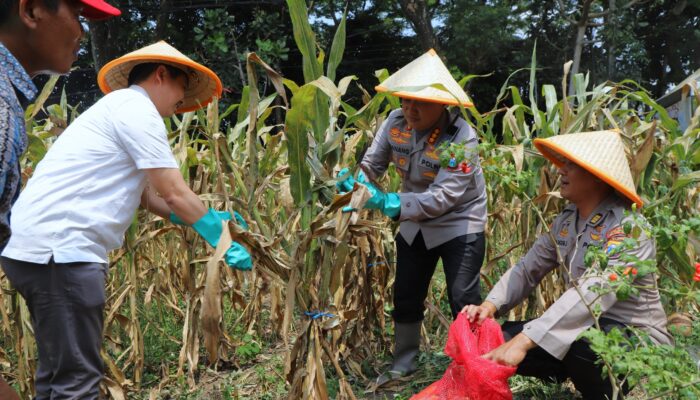 Dukung Swasembada Pangan Nasional Polresta Malang Kota Targetkan Lahan 26,35 Hektar untuk Kuartal IV