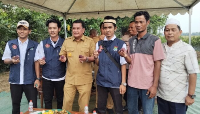 Karang Taruna Sukamulya Dampingi Bupati Tangerang Drs. Moch. Maesyal Rasyid M.Si Panen Jagung dan Cabai di Desa Kaliasin