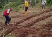 Karang Taruna Karya Muda Sukamulya Kembangkan Lahan Jagung 4 Hektar dengan Modal Dana Desa Rp30 Juta