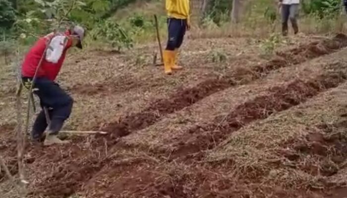 Karang Taruna Karya Muda Sukamulya Kembangkan Lahan Jagung 4 Hektar dengan Modal Dana Desa Rp30 Juta
