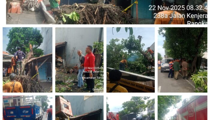 Hujan Deras Disertai Angin Kencang, Pohon Besar Tumbang Timpa Rumah Warga 