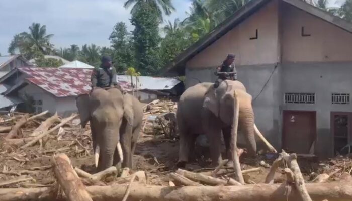 Sinergi Polri dan BKSDA : Gajah Dikerahkan Bersihkan Material Banjir di Pidie Jaya