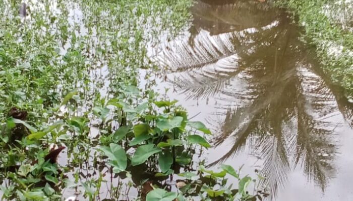 Warga Desa Kedaung Kecamatan Mekar Baru Keluhkan Banjir Akibat Drainase Tak Berfungsi