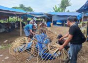 Polresta Banyuwangi Bongkar Arena Judi Sabung Ayam