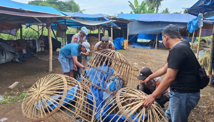 Polresta Banyuwangi Bongkar Arena Judi Sabung Ayam