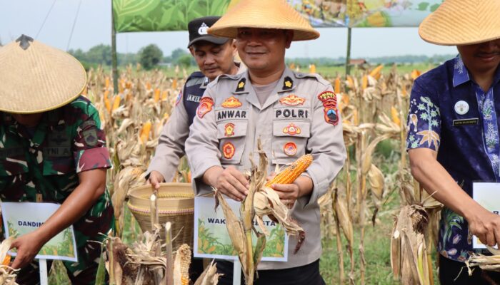 Polresta Pati Laksanakan Panen Raya Jagung Serentak Kuartal IV Tahun 2026 sebagai Penguatan Ketahanan Pangan