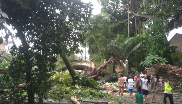 Pohon Tua Tumbang Timpa Rumah Warga di Sukolilo Pati, Polisi Bergerak Cepat Evakuasi Korban