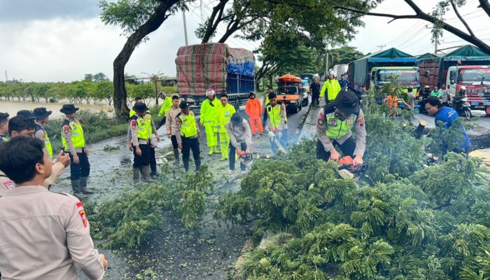 Trembesi Tua Roboh di Lingkar Pati–Juwana, Polisi Bergerak Cepat, Lalu Lintas Pulih dalam 30 Menit