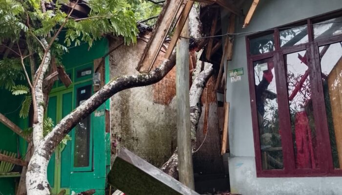Angin Kencang di Garut Selatan, Dahan Pohon Petai Tumbang Timpa Dua Rumah Warga