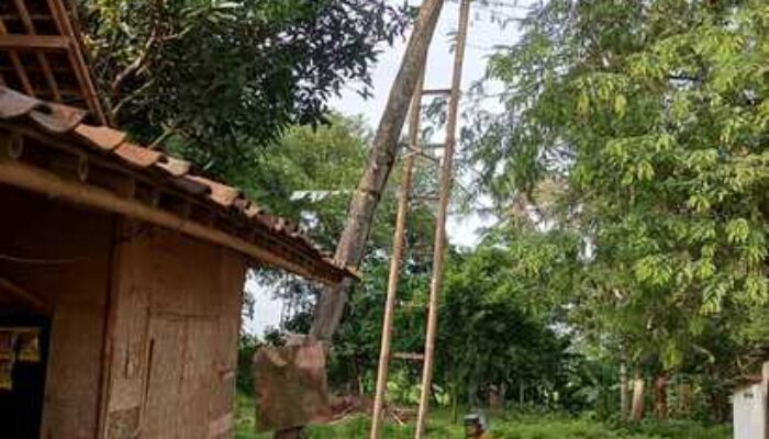 Tiang Listrik Miring Parah di Kampung Kukulu Ancam Keselamatan Warga