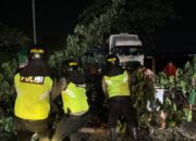 Pohon Trembesi Tumbang di JLS Pati–Juwana, Polsek Pati Kota Bergerak Cepat Amankan Lalu Lintas