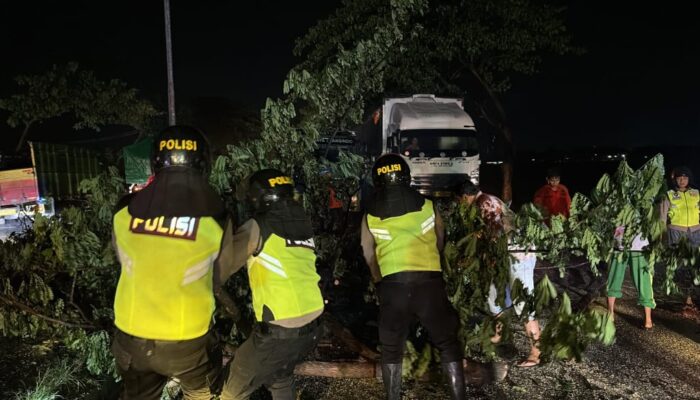 Pohon Trembesi Tumbang di JLS Pati–Juwana, Polsek Pati Kota Bergerak Cepat Amankan Lalu Lintas
