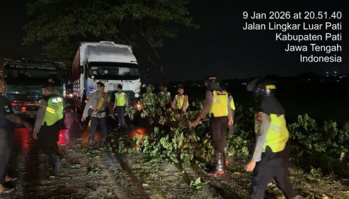 Sat Samapta Polresta Pati Evakuasi Pohon Tumbang di Tlogowungu, Jalan Lancar Lagi