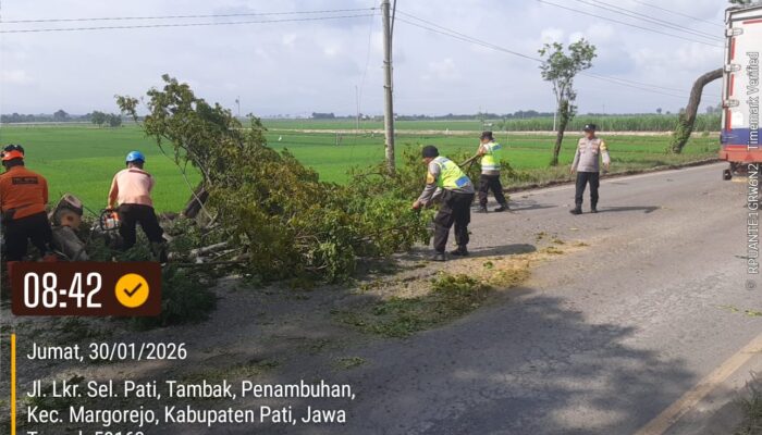Polisi Sigap Evakuasi Pohon Tumbang di JLS Margorejo, Lalu Lintas Kembali Normal
