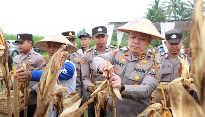Polres Malang Panen Raya Jagung, Hasil 8 Ton untuk Dukung Stok Pangan