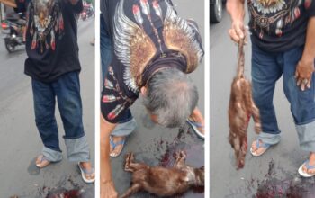 Kucing Tewas Tertabrak di Jalan Raya Kenjeran, Warga Sigap Evakuasi dan Makamkan