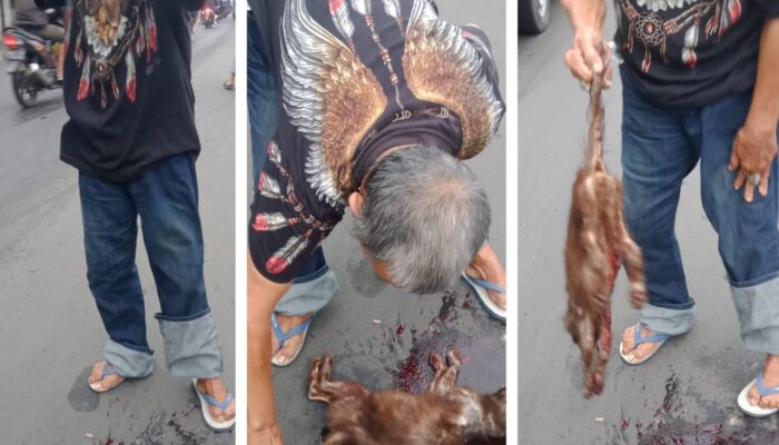 Kucing Tewas Tertabrak di Jalan Raya Kenjeran, Warga Sigap Evakuasi dan Makamkan