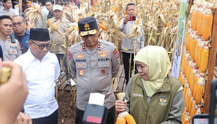 Kapolda Jatim dan Gubernur Panen Jagung di Green Farm Banyuwangi Penuhi Target Swasembada Pangan ‎