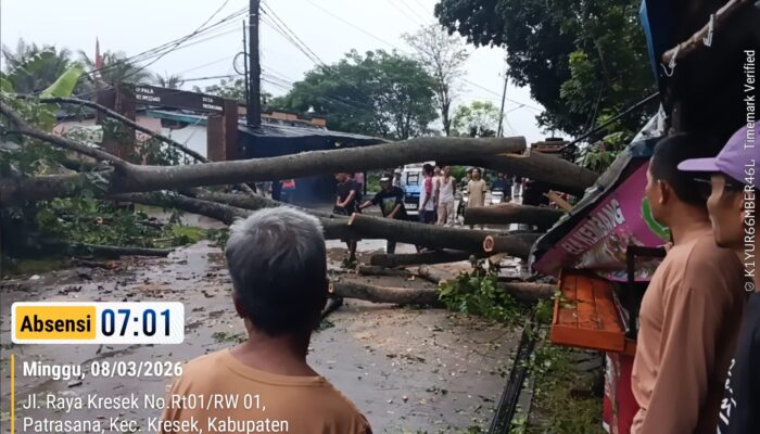 Pohon Tumbang Timpa Tiang Listrik, Akses Jalan Raya Kresek Sempat Terganggu