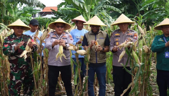 Dukung Asta Cita, Polres Pelabuhan Tanjung Perak Panen 1,6 Ton Jagung di Tambak Wedi