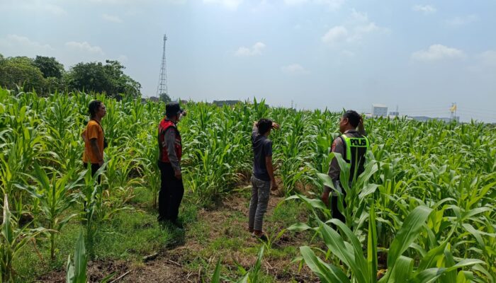 Polresta Sidoarjo Optimalkan Swasembada Pangan, Dampingi Petani Jagung di Krembung
