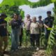 Wujudkan Swasembada Pangan, Polsek Kenjeran Gandeng Mahasiswa Riset Kualitas Jagung di Tambak Wedi
