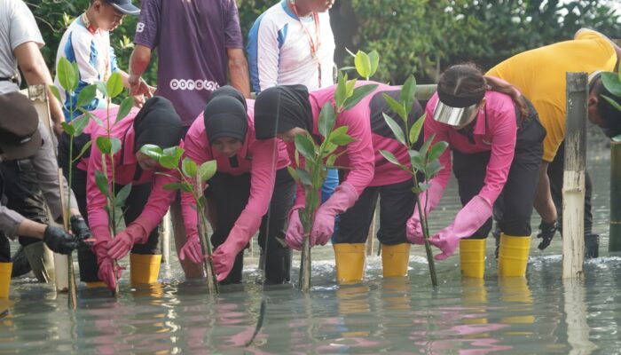 Sambut HUT ke-46, YKB Tanjung Perak Tanam Mangrove Pulihkan Lahan Kritis