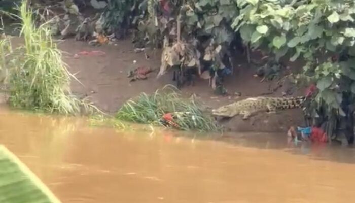 Warga Kedaung Wetan Geger, Seekor Buaya Muncul di Sungai Cisadane