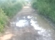 Miris!. Jalan Rusak Hingga Ditumbuhi Rumput Liar, Diduga Pemerintah Kecamatan Tanara Kabupaten Serang dan Dinas PUPR Abai Terhadap Lingkungan