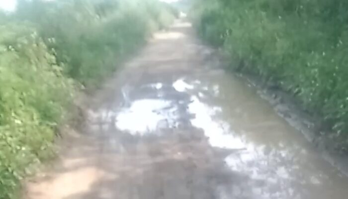 Miris!. Jalan Rusak Hingga Ditumbuhi Rumput Liar, Diduga Pemerintah Kecamatan Tanara Kabupaten Serang dan Dinas PUPR Abai Terhadap Lingkungan