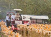 Presiden Prabowo dan Kapolri Panen Raya Jagung Nasional di Tuban Perkuat Ketahanan Pangan